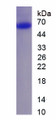 Figure 1. SDS-PAGE