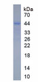 Figure 1. SDS-PAGE