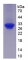 Figure 1. SDS-PAGE