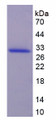 Figure 1. SDS-PAGE