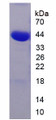 Figure 1. SDS-PAGE