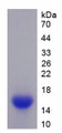 Figure 1. SDS-PAGE