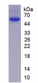 Figure 1. SDS-PAGE