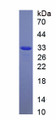 Figure 1. SDS-PAGE