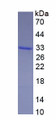 Figure 1. SDS-PAGE