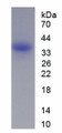 Figure 1. SDS-PAGE