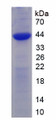 Figure 1. SDS-PAGE