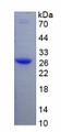 Figure 1. SDS-PAGE