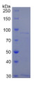 Figure 1. SDS-PAGE