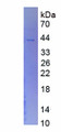 Figure 1. SDS-PAGE