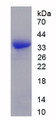 Figure 1. SDS-PAGE