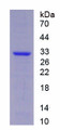 Figure 1. SDS-PAGE