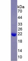 Figure 1. SDS-PAGE