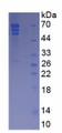 Figure . SDS-PAGE