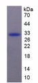 Figure . SDS-PAGE