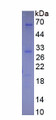 Figure . SDS-PAGE