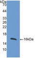 Figure . Western Blot; Sample: Recombinant Human, FABP4; Antibody: Rabbit Anti-FABP4 Human Ab (PAB693Hu06)