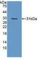 Figure . Western Blot