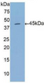 Figure . Western Blot