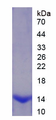 Figure . SDS-PAGE