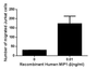 Figure. The chemotactic effect of recombinant human MIP1-βon Jurkat cells.