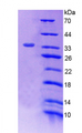 Figure . SDS-PAGE