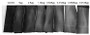 Tissue Factor Pathway Inhibitor 2 (TFPI2) takes part in the regulation of plasmin-mediated matrix remodeling. Inhibits trypsin, plasmin, factor VIIa/tissue factor and weakly factor Xa. TFPI2 doesn’t have any influence on thrombin. TFPI2 also can inhibit MMP activity, which can hydrolyze gelatin under certain conditions. Thus, the activity of TFPI2 can be measured by inhibit MMP-2 hydrolyze gelatin. Gelatin zymography is mainly used for the detection of the gelatinases, 2μg/mL was denatured by SDS loading buffer, electrophoresed through sodium dodecylsulphate–polyacrylamide gel (SDS–PAGE; 8% gels) containing gelatin (1mg/mL) with nonreducing conditions. After renaturation, incubate with various concentrations of recombinant mouse TFPI2, then staining with coomassie brilliant blue G250, active MMP-2 would hydrolyze gelatin nearby, which was indicated by the white binds on the gel; if the activity of MMP-2 inhibit by TFPI2, there was none white binds on the gel.The result was shown in figure 1.As the figure 1 shown, MMP-2 can be inhibited by recombinant mouse TFPI2 at least 2.5μg/mL.