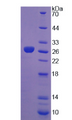 Figure . SDS-PAGE