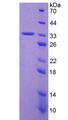 Figure . SDS-PAGE