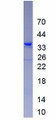 Figure. SDS-PAGE