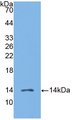 Figure . Western Blot; Sample: Recombinant MIP3b, Human; Antibody: Rabbit Anti-Human MIP3b Ab (PAA096Hu01)