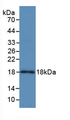 Figure . Western Blot