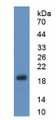 Figure . Western Blot