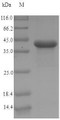 (Tris-Glycine gel) Discontinuous SDS-PAGE (reduced) with 5% enrichment gel and 15% separation gel.