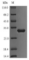 (Tris-Glycine gel) Discontinuous SDS-PAGE (reduced) with 5% enrichment gel and 15% separation gel.