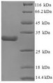 (Tris-Glycine gel) Discontinuous SDS-PAGE (reduced) with 5% enrichment gel and 15% separation gel.