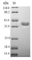 (Tris-Glycine gel) Discontinuous SDS-PAGE (reduced) with 5% enrichment gel and 15% separation gel.