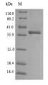 
(Tris-Glycine gel) Discontinuous SDS-PAGE (reduced) with 5% enrichment gel and 15% separation gel.