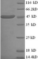 (Tris-Glycine gel) Discontinuous SDS-PAGE (reduced) with 5% enrichment gel and 15% separation gel.