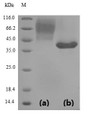(Tris-Glycine gel) Discontinuous SDS-PAGE (reduced) with 5% enrichment gel and 15% separation gel.
Predicted band size: 38.2 kDa
Observed band size:
(a) 68 kDa before EndoH Digestion
(b) 38 kDa after EndoH Digestion