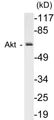 Western blot analysis of extracts from 293 cells, using AIRE Antibody. 