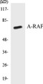 Western blot analysis of extracts from HeLa cells, treated with PMA 125ng/ml 30', using A-RAF (Ab-301/302) Antibody. 