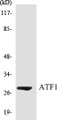 Western blot analysis of extracts from COLO cells, using ATF1 (Ab-63) Antibody. 