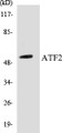 Western blot analysis of extracts from MDA-MB-435 cells, using ATF2 (Ab-112 or 94) Antibody. 