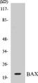 Western blot analysis of extracts from HepG2 cells, using Bax (Ab-167) Antibody. 