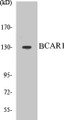 Western blot analysis of extracts from HuvEc cells, using p130 Cas (Ab-410) Antibody. 