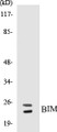 Western blot analysis of extracts from COS7 cells, using BIM Antibody. 