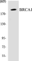 Western blot analysis of extracts from 293 cells treated with epo 20U/ml 15', using BRCA1 (Ab-1457) Antibody. 