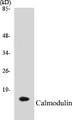 Western blot analysis of extracts from NIH-3T3 cells, using Calmodulin (Ab-79/81) Antibody. 