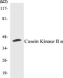 Western blot analysis of extracts from HeLa/Jurkat cells, using Casein Kinase II alpha (Ab-255) Antibody. 